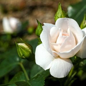 Meet your Posher, Iris